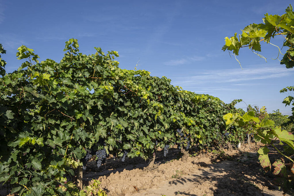 uva madura, Navarrete, La Rioja, Espanha - Foto, Imagem
