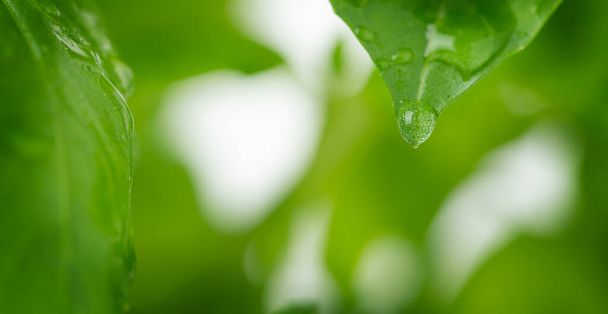 Macro of basil leaf background with water drops.  - Photo, Image