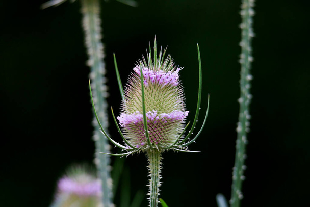 Flowering umbel of wild teasel with purple colored buds - Photo, Image