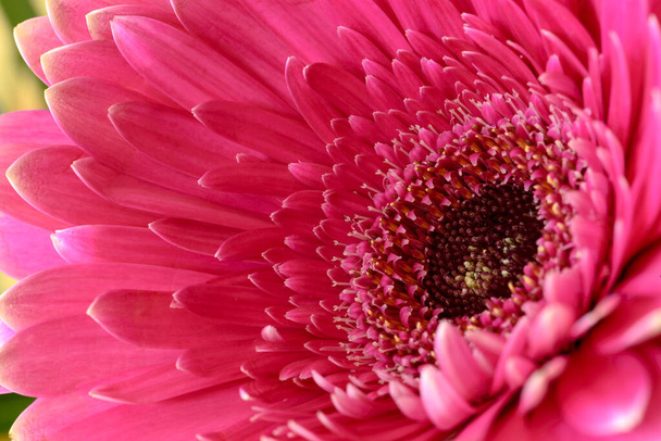Extreme Closeup of A Pink Colored Barberton Daisy Flower with Bokeh Background - Photo, Image