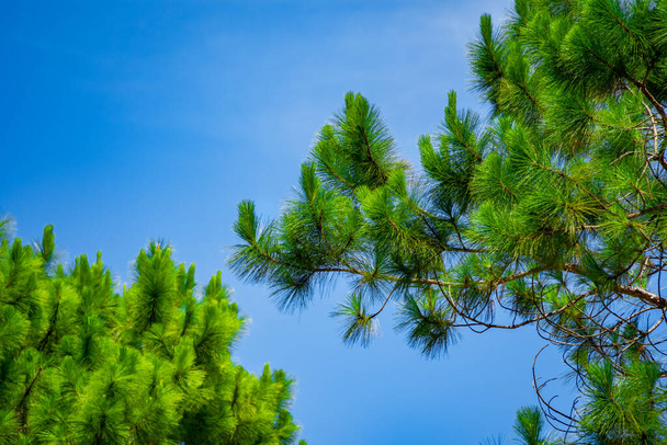 Green trees and a cloudy blue sky background. Eco concept - 写真・画像