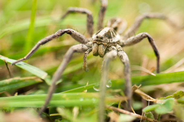 Portrait of a Spider Wolf, Lycosa tarantula in the field - Photo, Image