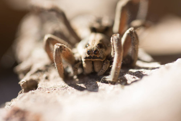 Portrait of a Spider Wolf, Lycosa tarantula in the field - Photo, Image