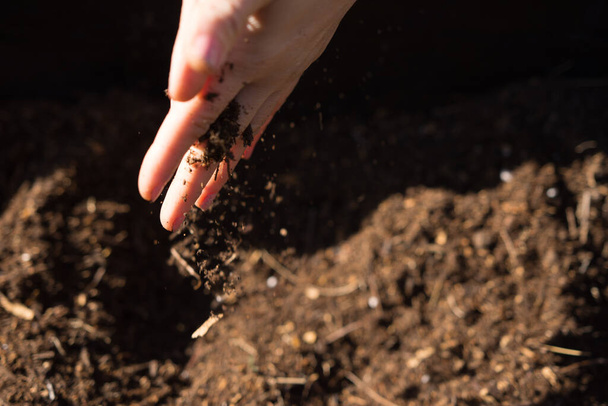 Záběr ženských rukou držících čerstvý kompost - Fotografie, Obrázek