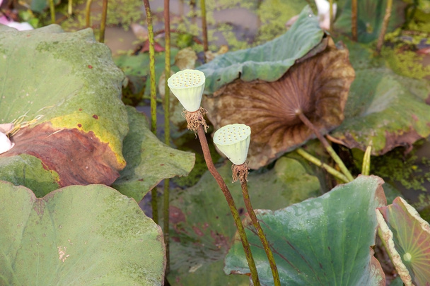 Lotus flower (Nelumbo nucifera) - Photo, Image