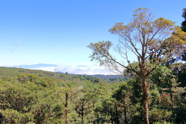 widok na las chmur na dużej wysokości w pobliżu Cerro de La Muerte. Góry Talamanca, Kostaryka - Zdjęcie, obraz