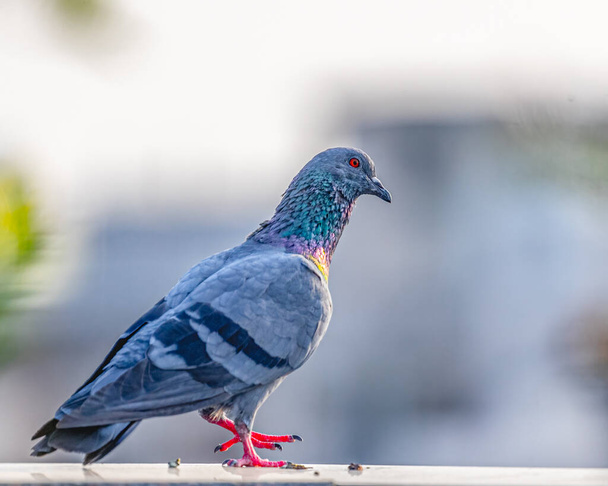 Un Pigeon levant sa jambe - Photo, image