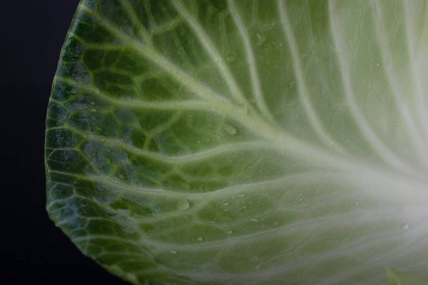 cabbage leaf in macro photography with its ramifications - Foto, immagini