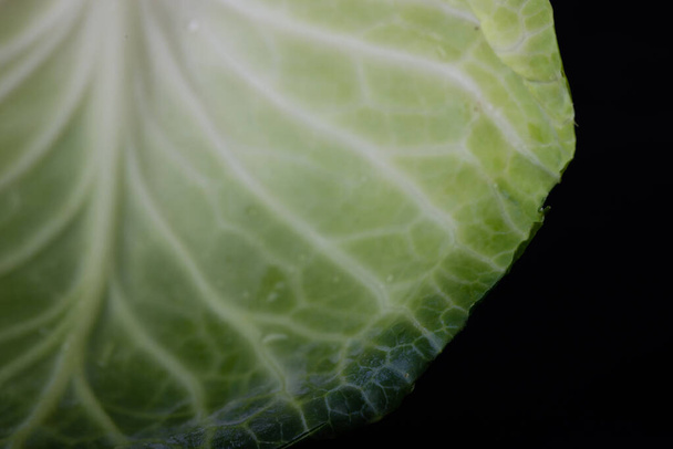 cabbage leaf in macro photography with its ramifications - Fotó, kép