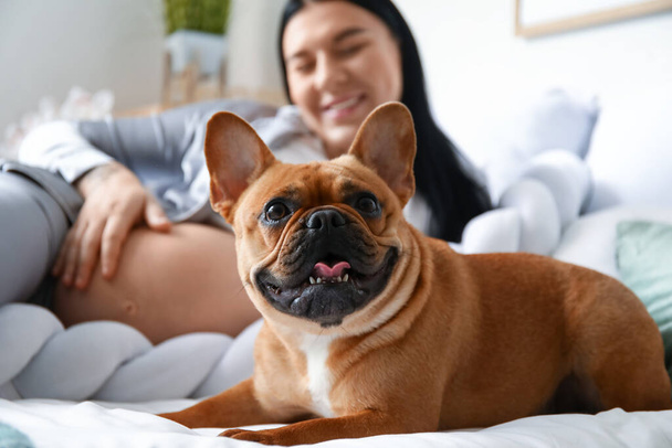 Young pregnant woman with French bulldog in bedroom, closeup - Foto, Imagem