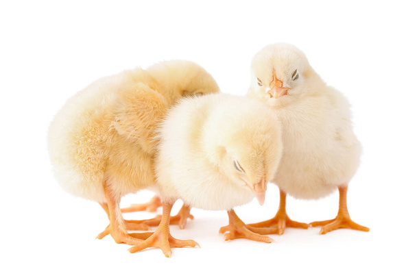 Cute little chicks on white background - Foto, afbeelding