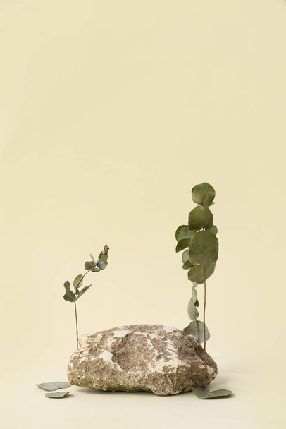 Decorative stone podium with eucalyptus on white background - Fotó, kép