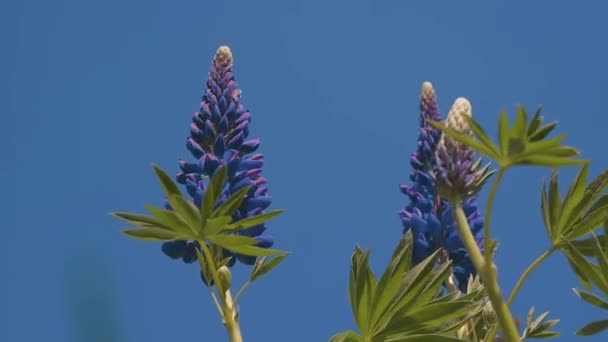 Ένας λούπινος με μπλε λουλούδια κινείται στον άνεμο ενάντια σε έναν γαλάζιο ουρανό. Καλοκαιρινά λουλούδια με λευκά φύλλα - Πλάνα, βίντεο