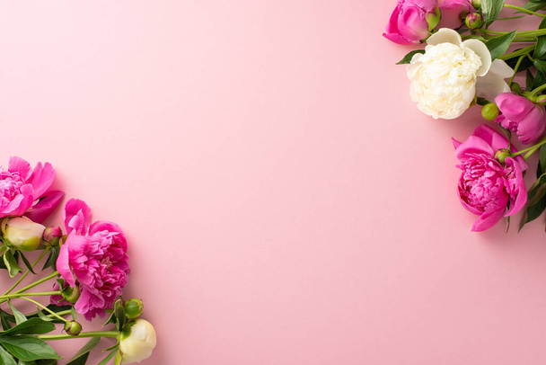 Παιώνια λουλούδια έννοια. Πάνω άποψη φωτογραφία του κενού χώρου με φωτεινό ροζ και λευκό παιώνια λουλούδια και μπουμπούκια σε απομονωμένο παστέλ ροζ φόντο με αντίγραφο χώρου - Φωτογραφία, εικόνα
