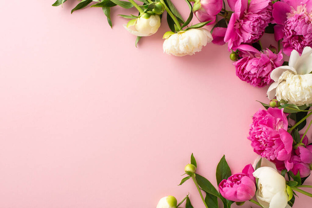 Conceito de peônias suaves. Foto de vista de ângulo alto do espaço vazio com flores peônias rosa e branco brilhante e botões em fundo rosa pastel isolado com espaço de cópia - Foto, Imagem
