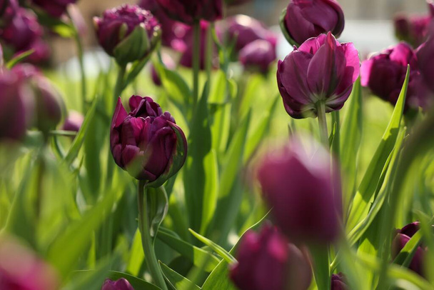 Beautiful colorful tulips growing in flower bed, selective focus - Foto, afbeelding