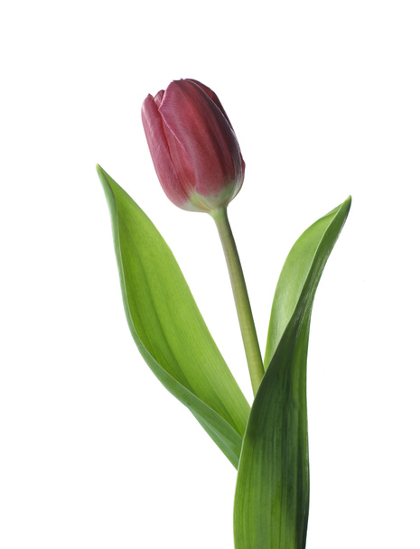 Tulipano rosso
 - Foto, immagini
