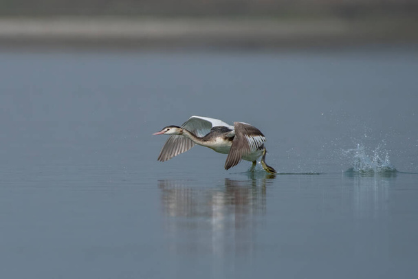 Great crested grebe Podiceps cristatus observed in Gajoldaba in West Bengal, India - Photo, Image