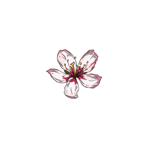 Beautiful almond plant flower, colored sketch vector illustration isolated on white background. Pink blooming flower of cherry or sakura. Hand drawn botanical element with engraving. - Vector, afbeelding
