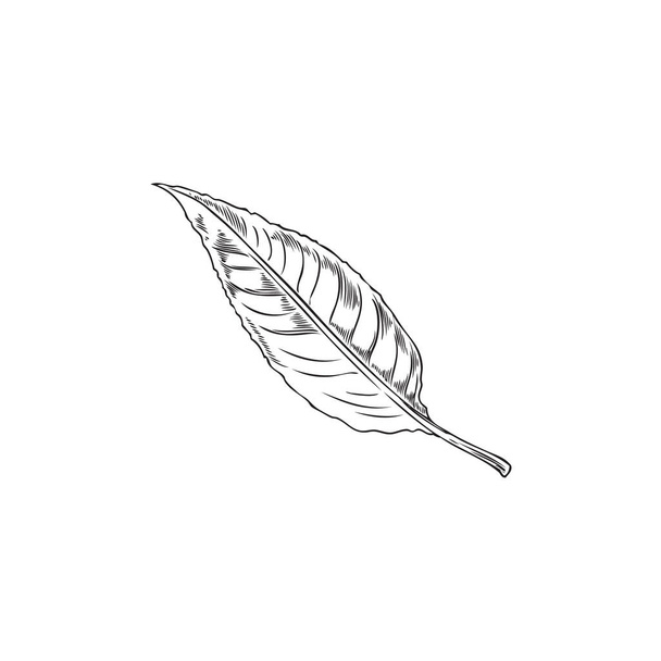 Hand drawn leaf, monochrome sketch vector illustration isolated on white background. Almond tree leaf with engraving texture. Botanical and nature element. - Вектор, зображення