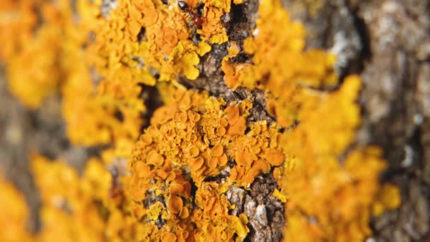 Ameisen in gelber Flechte, Xanthoria parietina, auf dem trockenen Ast des Baumes  - Filmmaterial, Video