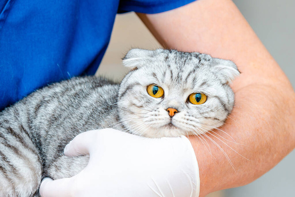 Orvos állatorvos van gazdaság aranyos macska Skót Fold tenyészt -ban állatorvosi klinika.Pet Healthcare .Closeup. - Fotó, kép