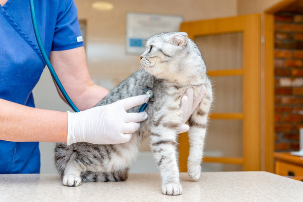 Veterinario examinando con estetoscopio a un gatito en hospital animal.Gato Fold escocés en clínica veterinaria. - Foto, imagen