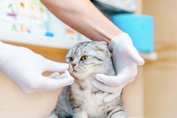 Tierarzt gibt Medikament für Tier.Eine weiße Tablette wird einer Katze grau Scottish Fold cat.The Konzept der Einnahme von Medikamenten für Tiere, Anthelmintics, Tiermedizin gegeben. - Foto, Bild