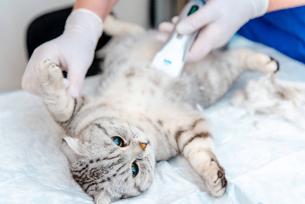 Το χέρι ενός κτηνιάτρου ξυρίζει την κοιλιά μιας γάτας σε κτηνιατρική κλινική, η Scottish Fold γάτα εξετάζεται και προετοιμάζεται για χειρουργική επέμβαση ξυρίζοντας την κοιλιά της.Κτηνιατρική έννοια. - Φωτογραφία, εικόνα
