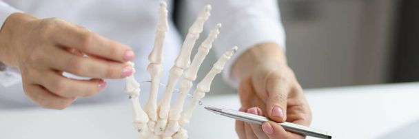 Doctor examines model of hand of human skeleton. Medical anatomy of wrist - 写真・画像