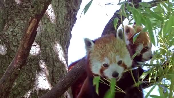 The red panda, Ailurus fulgens, also called the lesser panda and the red cat-bear sitting on a tree. - Footage, Video