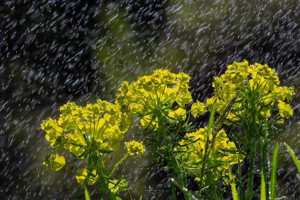 Euphorbia cyparissias, κυπαρίσσι διόγκωση πρασινωπά λουλούδια closeup επιλεκτική εστίαση. - Φωτογραφία, εικόνα