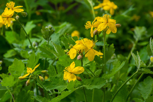 セランディンの天然黄色の花のマクロ写真。背景開花花植物セランディン. - 写真・画像