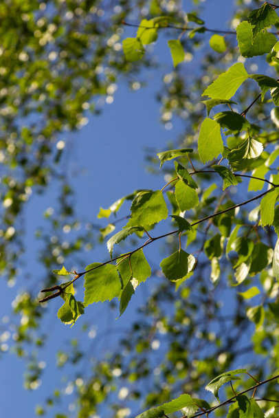 green spring leaves on a branch. birch leaves. birch branches, tree in the park, spring season. young leaves in nature. forest background, close-up. photo of nature. selective focus. - Foto, imagen