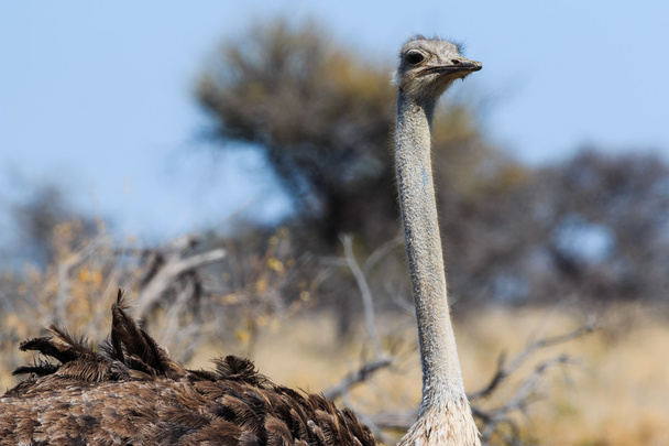 Close up ostrich head - Фото, изображение