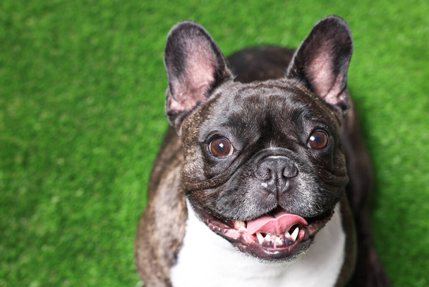 Adorable French Bulldog on green background. Lovely pet - Photo, Image