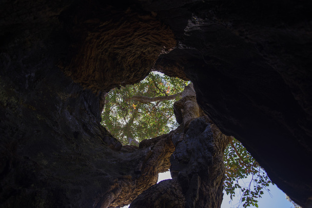 Jättiläismäisen onton kihelmöintipuun sisällä
 - Valokuva, kuva
