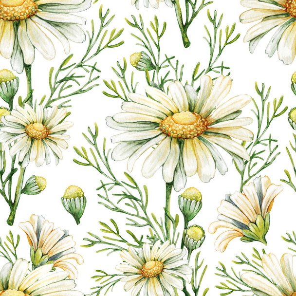 カモミールの花とシームレスなパターン。植物水彩画。白地に描かれた手描き水彩画. - 写真・画像