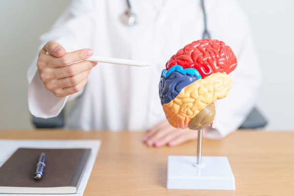 doctor with human Brain anatomy model. World Brain Tumor day, Brain Stroke, Dementia, alzheimer, parkinson and world mental health concept - Φωτογραφία, εικόνα