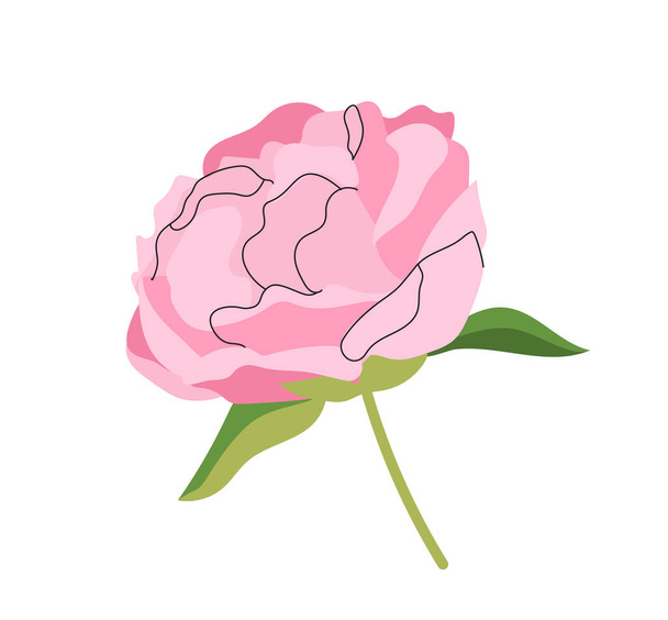 Pink elegant peony concept. Marriadge and wedding. Beautiful flower and plant. Valentines Day and March 8. Template, layout and mock up. Cartoon flat vector collection isolated on white background - Vector, Image