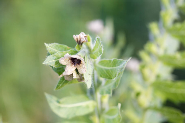 Hyoscyamus niger henbane, fekete henbane, vagy büdös nadragulya virágzó virág közelről. Hyoscyamus niger növény a vadonban. A mérgező henbane hioszciamin-alkaloidokat tartalmaz. - Fotó, kép