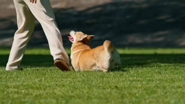 mladá dívka vlaky roztomilý corgi pes v parku majitel běží s ní a hraje na procházku letní příroda zvířata - Záběry, video