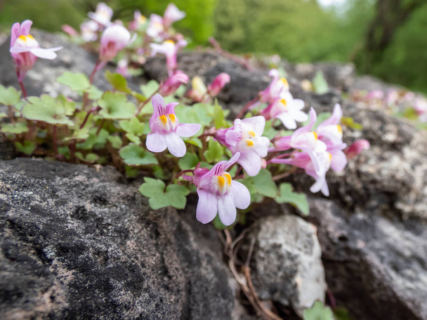 Kenilworth Ivy (Cymbalaria muralis) little filler plant with tiny lilac-blue snapdragon-like flowers for growing in between flagstones. - Photo, Image