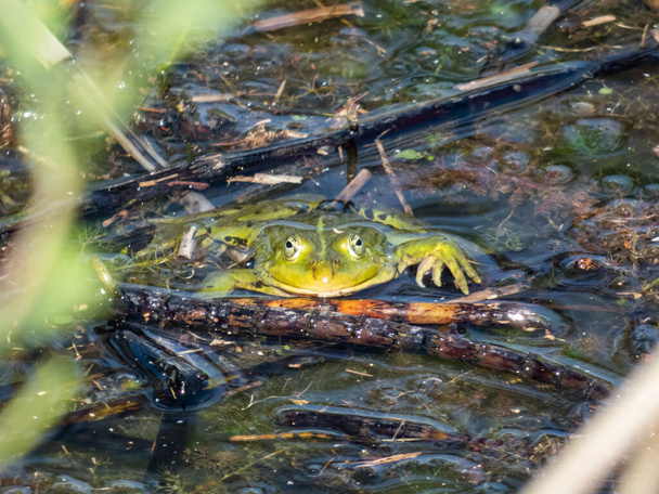 Close-up shot of a common water frog or green frog (Pelophylax esculentus) swimming in water among green leaves and plants in summer - Photo, Image