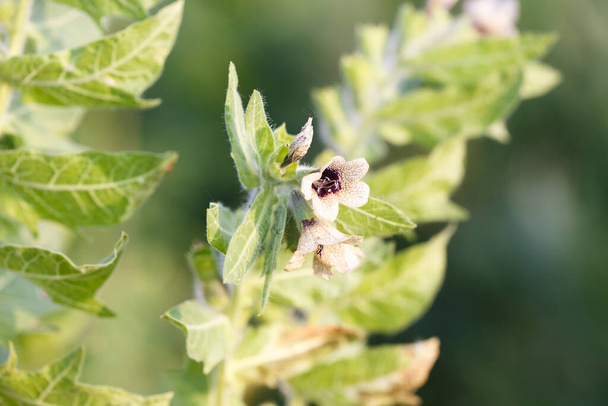 Hyoscyamus niger henbane, fekete henbane, vagy büdös nadragulya virágzó virág közelről. Hyoscyamus niger növény a vadonban. A mérgező henbane hioszciamin-alkaloidokat tartalmaz. - Fotó, kép