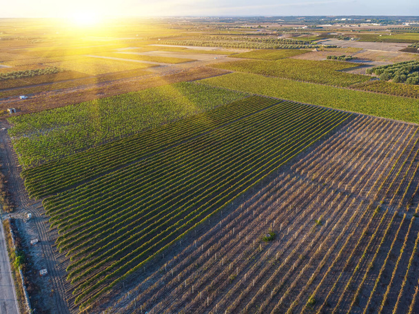 Aerial view of a vineyard plantation in late afternoon lights in Europe. Drone shot - Fotografie, Obrázek
