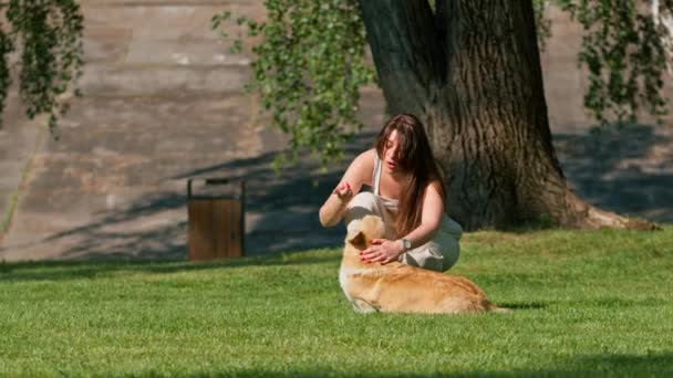 a dog psychologist scolds a cute corgi that does not obey in the park the owner talks to the dog on a walk summer nature animals - Footage, Video
