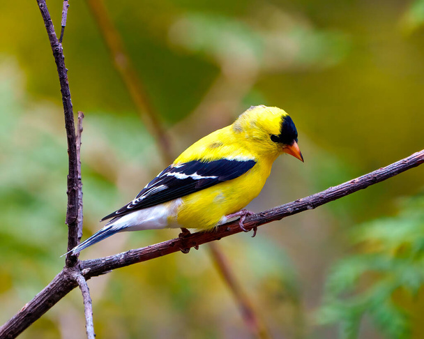 American Goldfinch male close-up side view perched on a branch with green forest background in its environment and habitat surrounding. Finch Portrait. - Photo, image