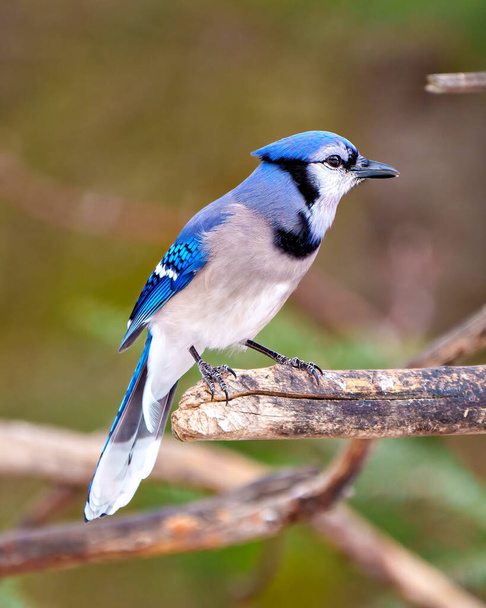 Blue Jay close-up side view perched on a tree branch with a blur forest background in its environment and habitat surrounding displaying blue feather plumage. Jay Picture. - 写真・画像