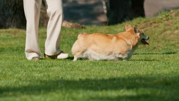 carino giocoso soffice cattivo cane corgi rotola sull'erba durante una passeggiata nel parco in estate proprietario lo rimprovera - Filmati, video